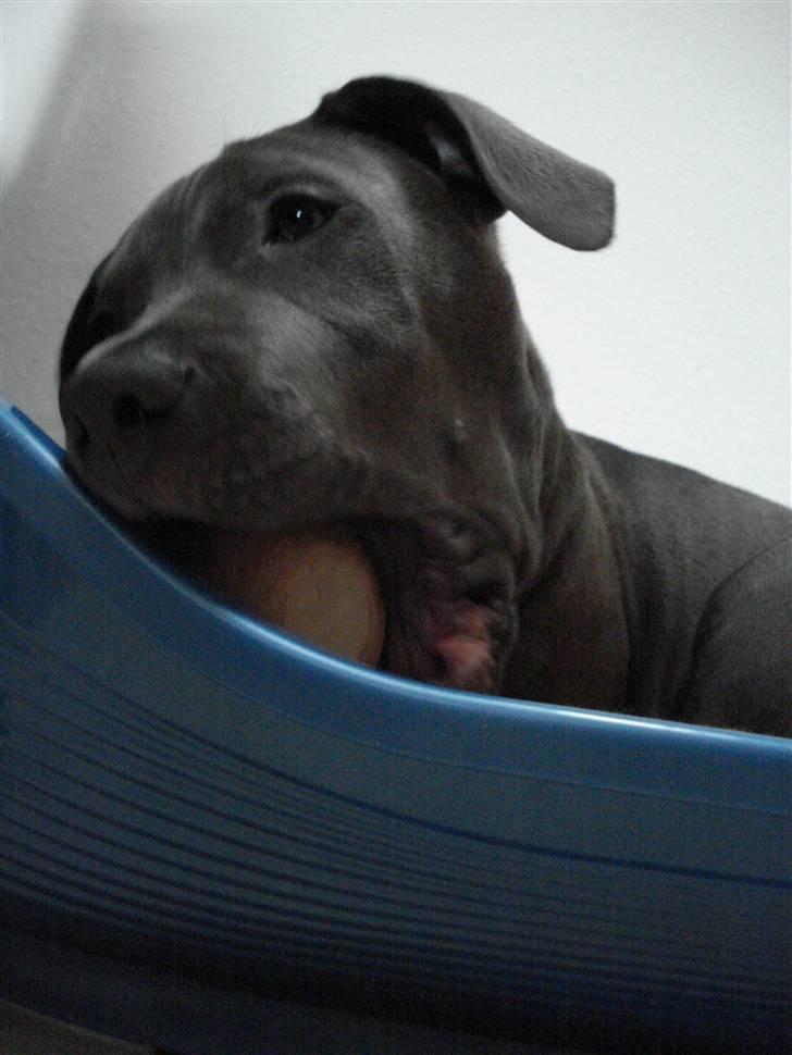 Amerikansk staffordshire terrier Maggie billede 9