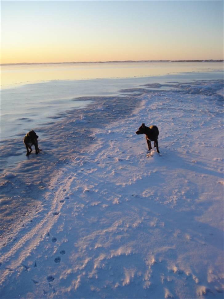Amerikansk staffordshire terrier Maggie billede 10