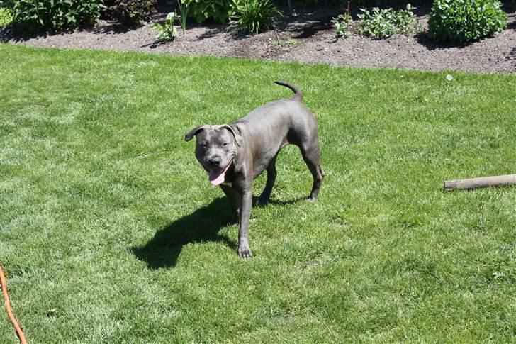 Amerikansk staffordshire terrier Maggie billede 11