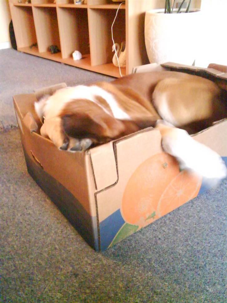 Blanding af racer Balder<3 - hov? hvor blev den af? billede 15