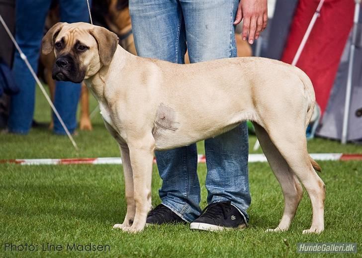 Bullmastiff Brak's One Smokin' Hot Le - Dolle til show i tommerup.... med sin fine babering...G  billede 18