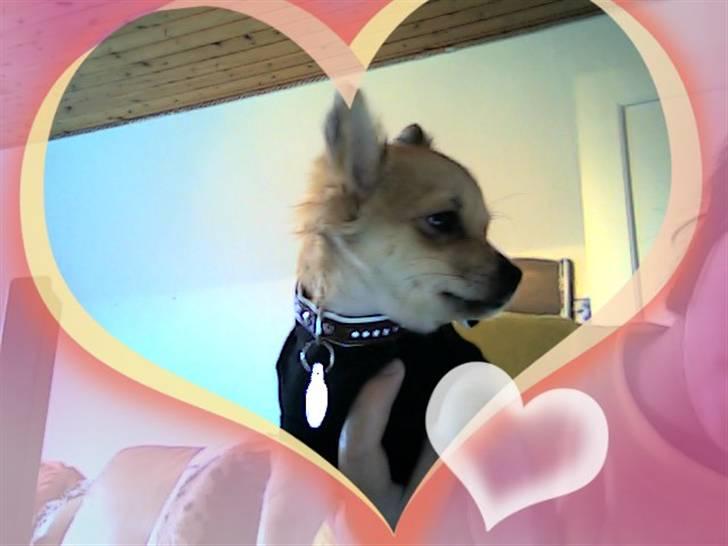 Chihuahua Miss Coco billede 19