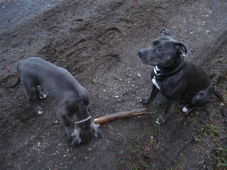 Amerikansk staffordshire terrier Maggie - I skoven. Lige et par sek. Maggie har pinden :P billede 12