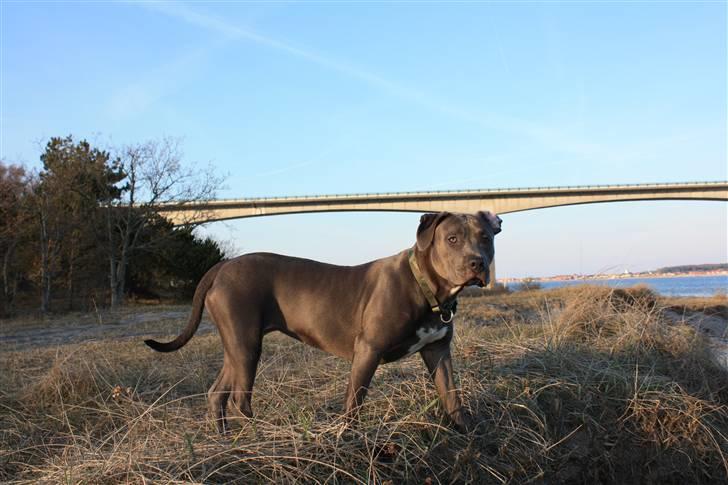 Amerikansk staffordshire terrier Maggie billede 13