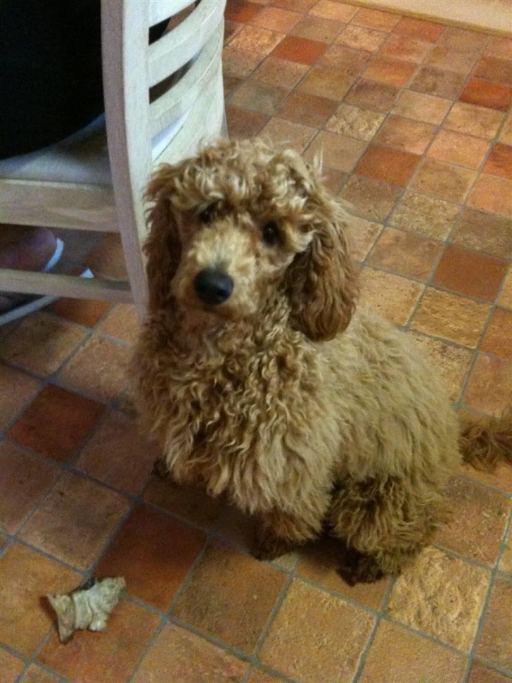 Blanding af racer Kimmi - r.i.p <3 - De sødeste øjne. <3 JEG SAVNER DIG MIN PIGE! :´( det piner mig stadig at skulle lade dig sove ind :( billede 6