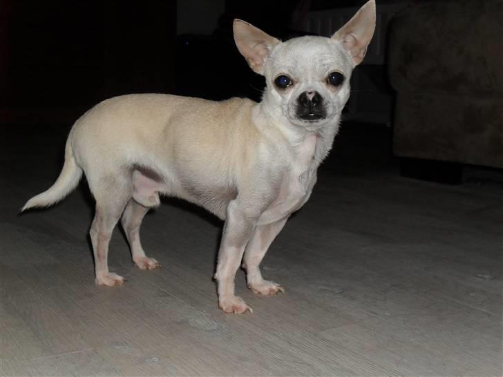 Chihuahua Luigi - Nogen der er med på en date :-) billede 19