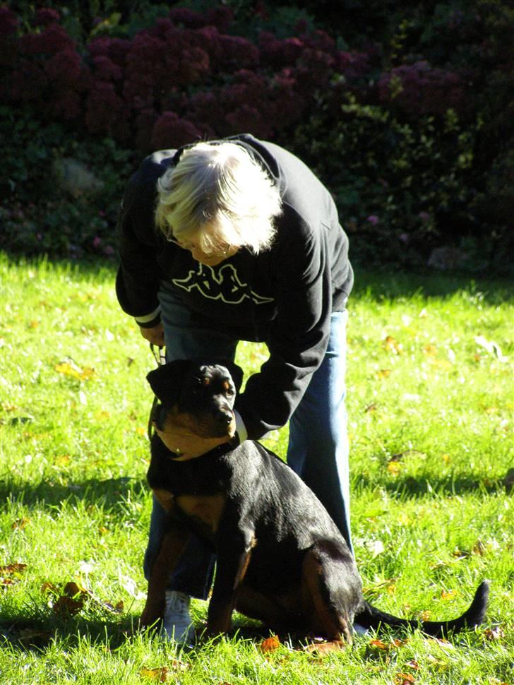 Rottweiler Dina2 - 1. dag i skole billede 8