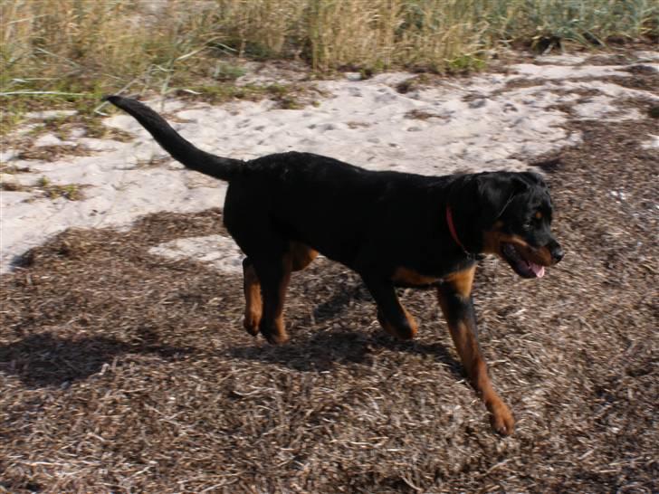 Rottweiler Dina2 billede 9