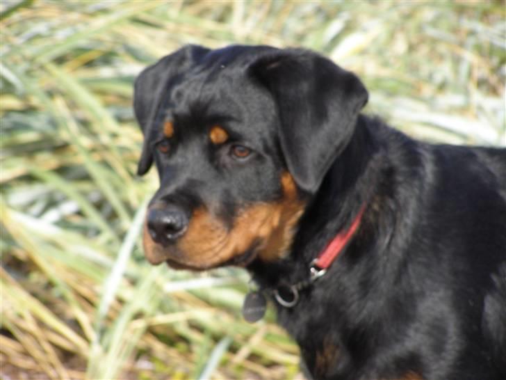Rottweiler Dina2 billede 10