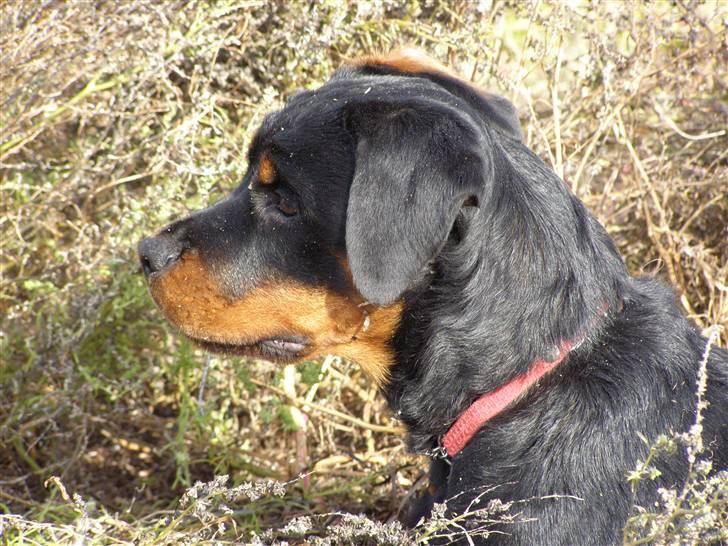 Rottweiler Dina2 billede 11