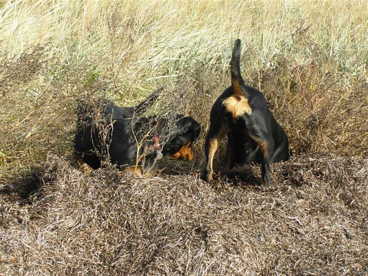 Rottweiler Dina2 billede 12