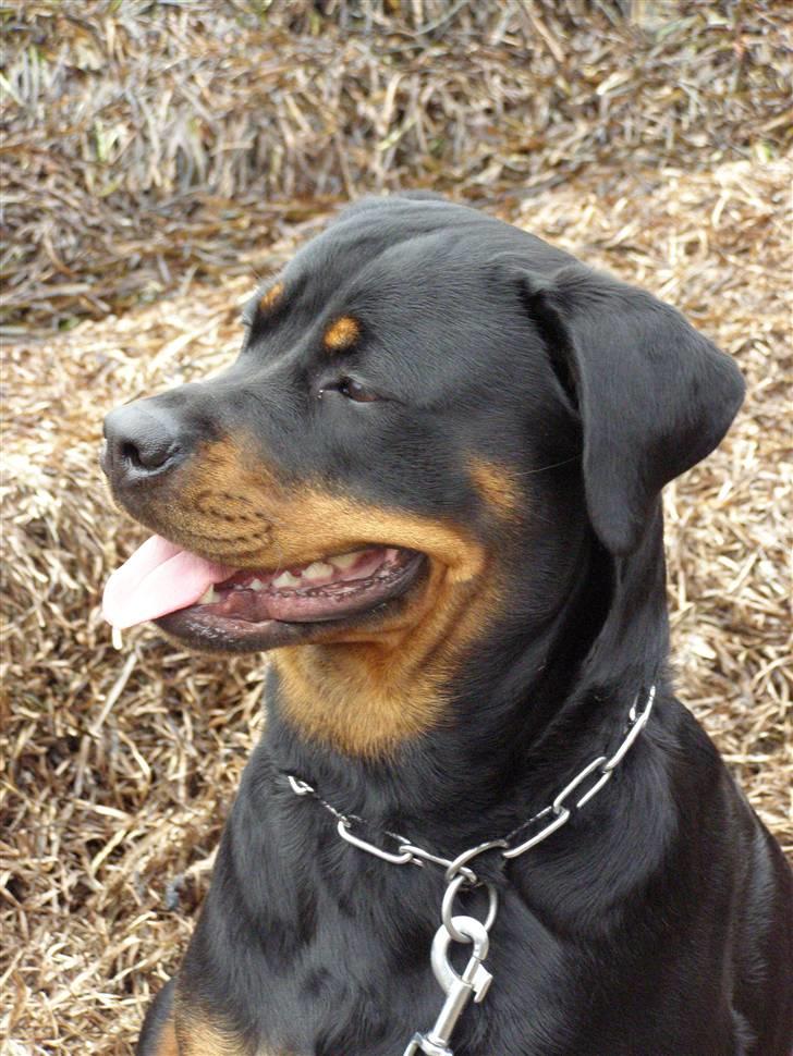 Rottweiler Minna billede 20