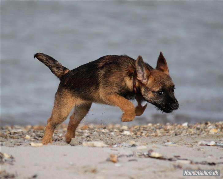 Border terrier Thilde - Foto: CNN amatørfotograf billede 6