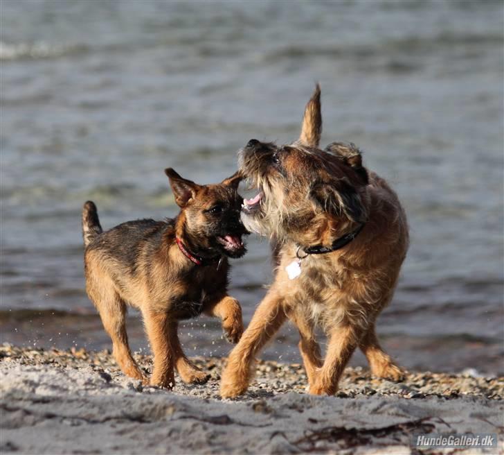 Border terrier Thilde - Foto: CNN amatørfotograf billede 7