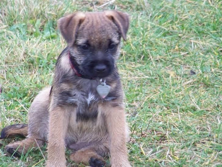 Border terrier Thilde billede 8