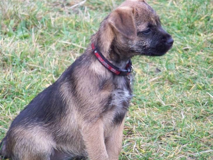 Border terrier Thilde billede 9