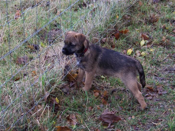 Border terrier Thilde billede 10