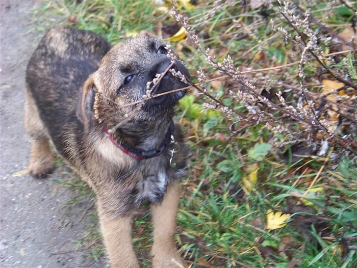 Border terrier Thilde billede 11