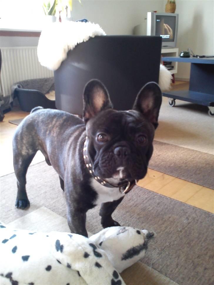 Fransk bulldog Elvis - Mor, tror bamsen skal syes igen.... billede 4
