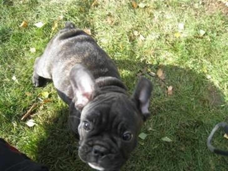 Fransk bulldog Elvis - Er jeg ikke bare kær??? billede 5
