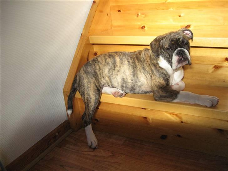 Olde english bulldogge spanger´s Babyface.(ATILA - ikke nemt at ligger her oppe,,men jo der solen er....og det er så dejligt at ligge iden billede 10