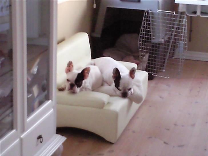 Fransk bulldog Chleo billede 19