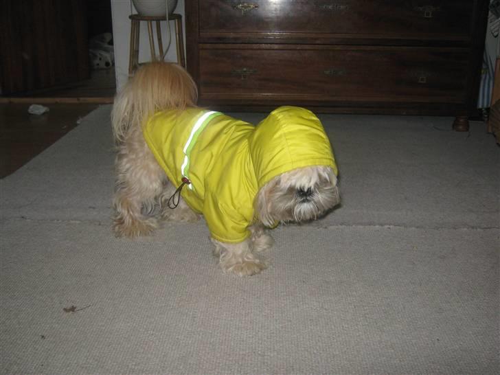 Shih tzu Athur billede 12