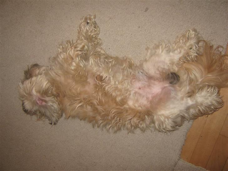 Shih tzu Athur billede 13