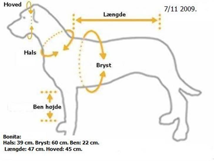 Amerikansk bulldog HardRok'Bull's Bonita RIP billede 14