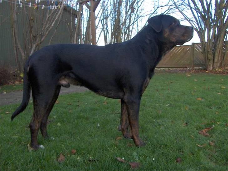 Blanding af racer Felix billede 11