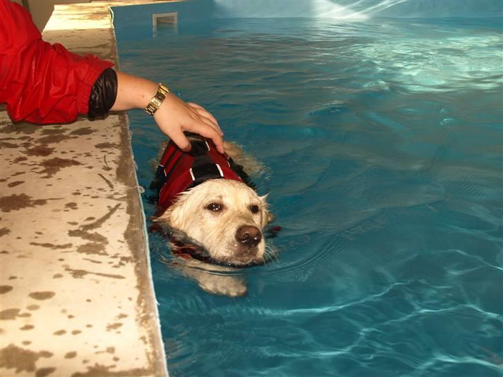 Golden retriever Coco billede 6