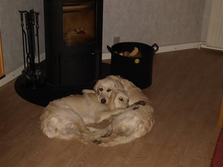 Golden retriever Coco - Dejligt at putte, sig foran pejsen  billede 7