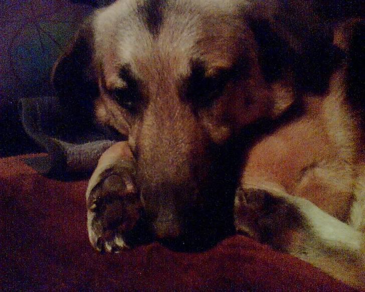 Blanding af racer Buller billede 1