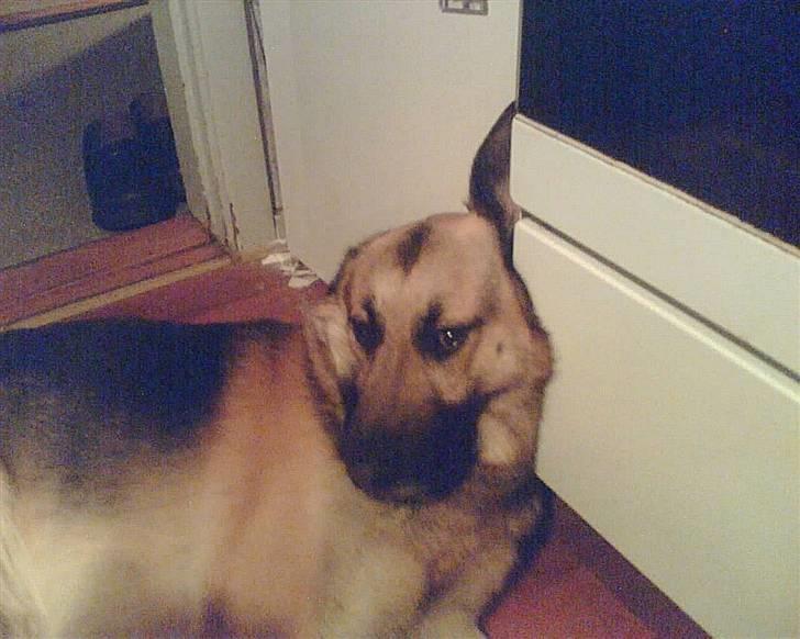 Blanding af racer Buller billede 2