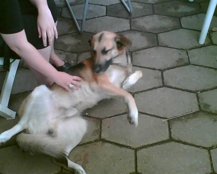 Blanding af racer Buller billede 3