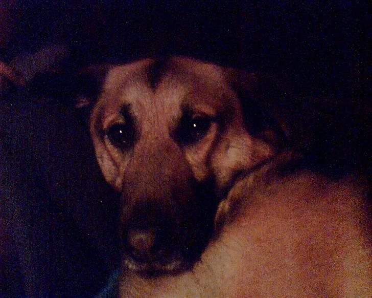 Blanding af racer Buller billede 4