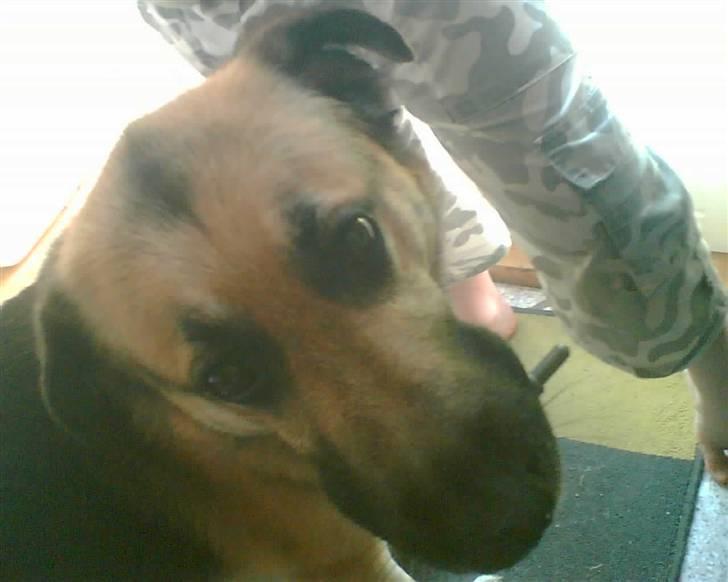 Blanding af racer Buller billede 5