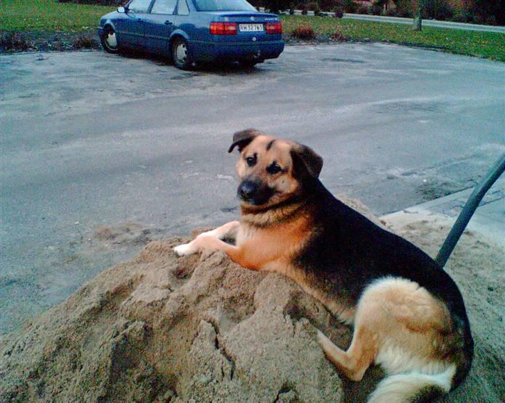 Blanding af racer Buller billede 6