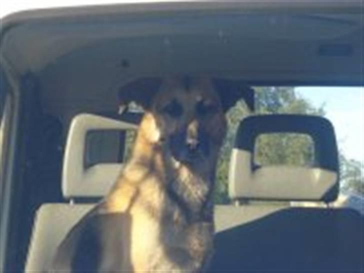 Blanding af racer Buller billede 7