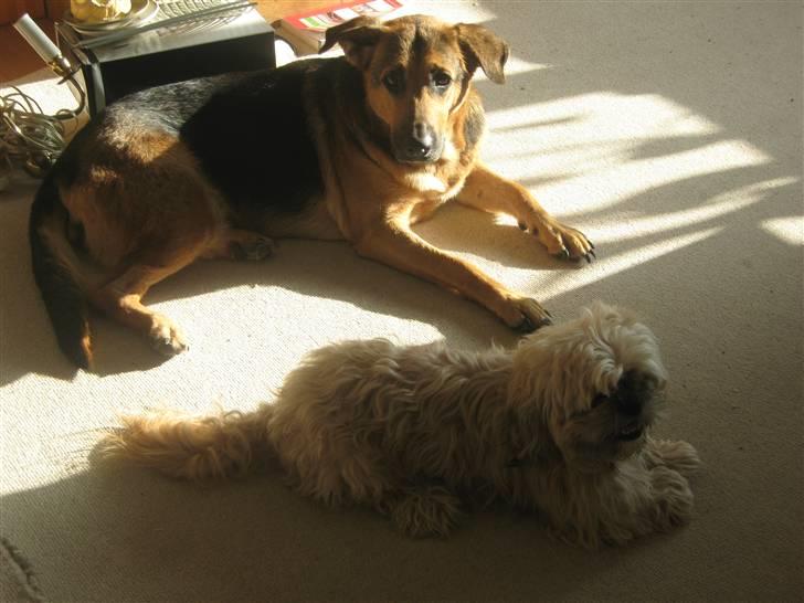 Shih tzu Athur billede 14