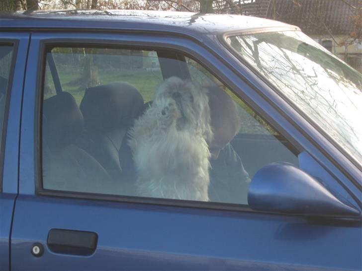 Shih tzu Athur - jaaa min mor kommer billede 15