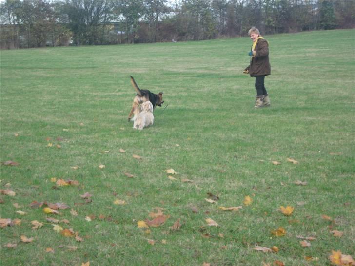 Shih tzu Athur billede 16