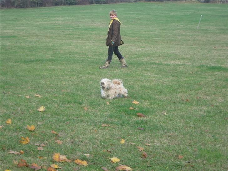 Shih tzu Athur billede 17