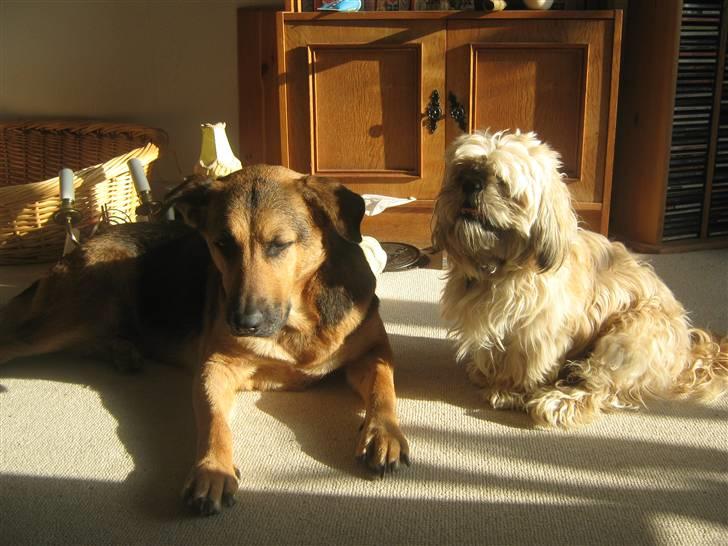 Blanding af racer cille ***RIP*** billede 10