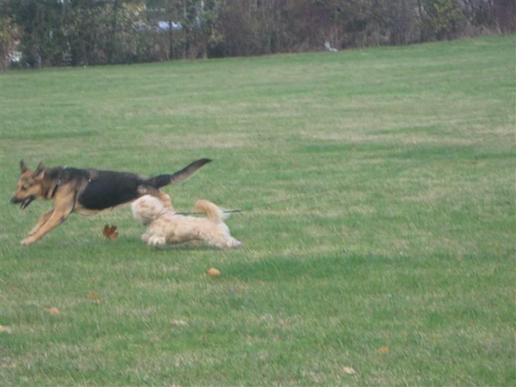 Blanding af racer cille ***RIP*** billede 11