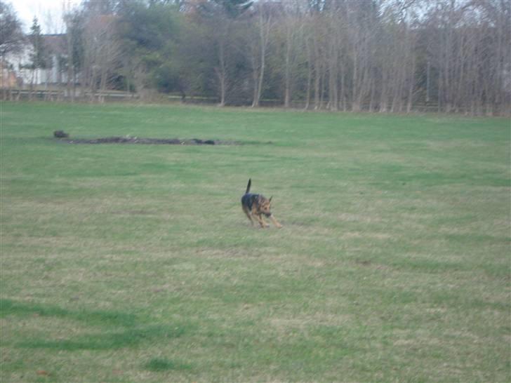 Blanding af racer cille ***RIP*** billede 12