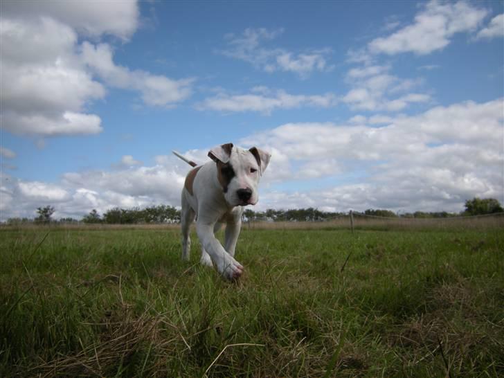 Blanding af racer Mr. Bounty - Bounty i sommers oppe på marken. :-) billede 15