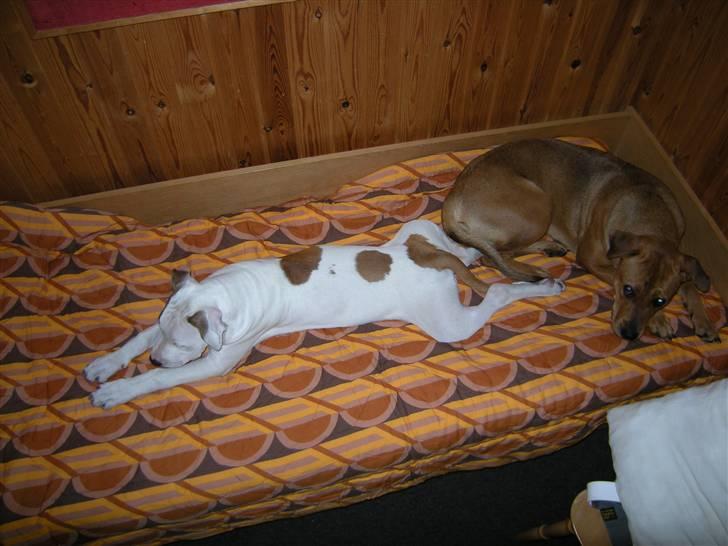 Blanding af racer Mr. Bounty - Diva og Bounty fik en hel seng for sig selv da vi var på ferie. Man må gerne sove i sengen, når man er ude. hihi billede 16