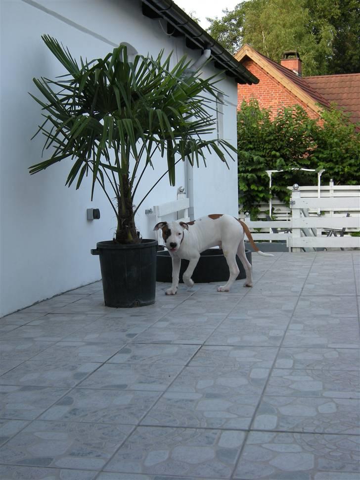 Blanding af racer Mr. Bounty - Hjemme hos sin mor. Det er altid dejligt at komme på besøg og lege lidt. billede 17