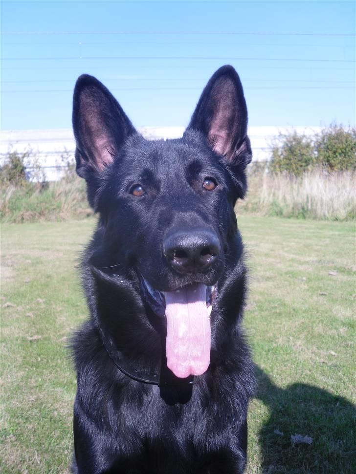 Schæferhund taco - en af de nyeste billeder.. ca 9 mdr gammel her billede 1